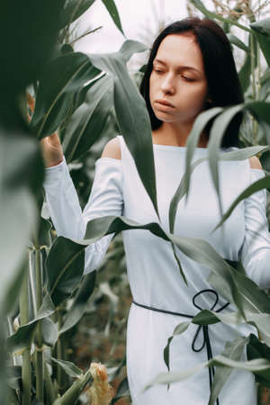 A brunette girl in a white dress in a cornfield. The concept of harvestingの写真素材