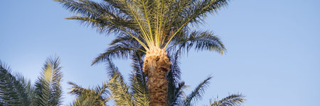 Tall palm trees growing on an exotic tropical island on background of bright blue sky. Natural...
