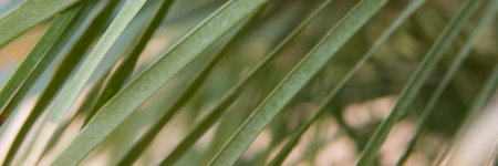 Green palm leaves, natural backgroundの写真素材