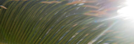 Green palm leaves, natural backgroundの写真素材