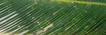 Green palm leaves, natural backgroundの写真素材