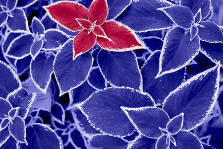 Background from leaves close-up in color Viva Magenta. Changing colors of the year concept. Very Peri and Viva Magenta.の写真素材