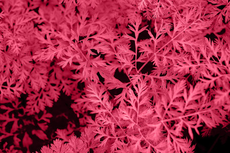 Background from leaves close-up in color Viva Magenta. Demonstrating the colors of 2023 - Viva Magentaの写真素材