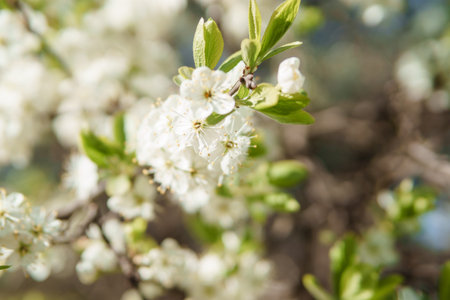 Blooming cherry branches with white flowers close-up, background of spring nature. Macro image of...
