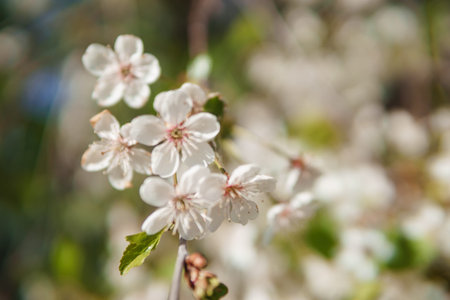 Blooming cherry branches with white flowers close-up, background of spring nature. Macro image of...