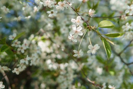 Blooming cherry branches with white flowers close-up, background of spring nature. Macro image of...
