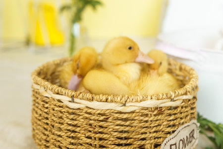 Live yellow ducks in a wicker basket made of matting close-up. the concept of raising animals on a farm.の写真素材