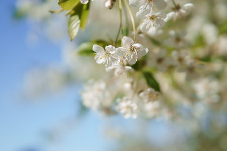 Blooming cherry branches with white flowers close-up, background of spring nature. Macro image of vegetation, close-up with depth of field.の写真素材