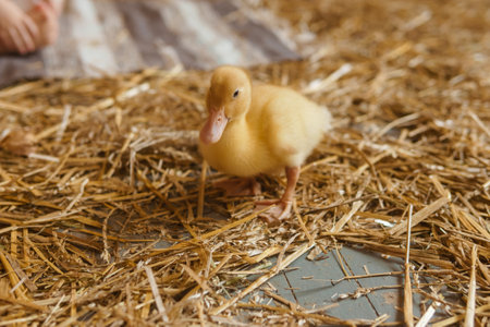 Live yellow ducks next to fresh hay close-up. the concept of raising animals on a farm.の写真素材