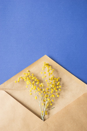 A sprig of Mimosa in a craft envelope on a blue background. Spring concept. A top view of a flat lay, place for text.の写真素材