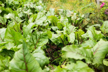 Beetroot growing in the garden. Beet tops. Life in the country.