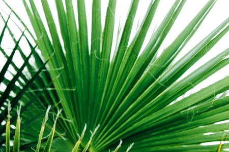 Green palm leaves, natural background.