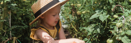 A little girl in a straw hat is picking tomatoes in a greenhouse. Harvest concept.の写真素材