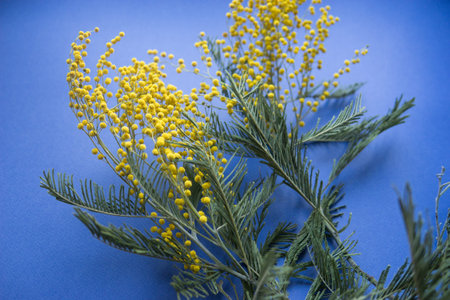 Spring concert. Mimosa on a blue background. Mimosa close-up. Happy spring.