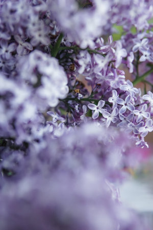 Background with lilac flowers close-up. Macro shooting.の写真素材