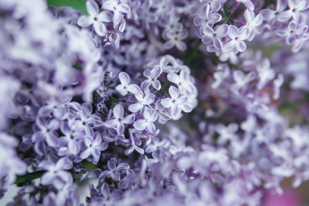 Background with lilac flowers close-up. Macro shooting.の写真素材