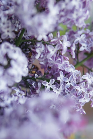 Background with lilac flowers close-up. Macro shooting.の写真素材