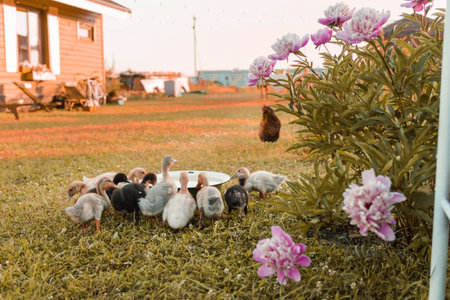 Ducks on the farm. Light and dark ducklings drink water from an iron trough. The concept of life on the farmの写真素材