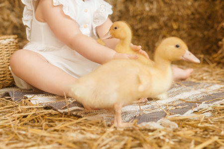 Live yellow ducks next to fresh hay close-up. the concept of raising animals on a farm.の写真素材