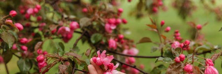 Pink flowers of a blossoming apple tree in a womans hand.