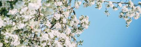 Blooming Apple tree branches with white flowers close-up.