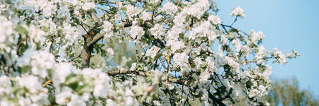 Blooming Apple tree branches with white flowers close-up.