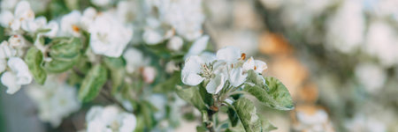 Blooming Apple tree branches with white flowers close-up.