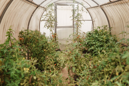 Tomatoes are hanging on a branch in the greenhouse. The concept of gardening and life in the country. A large greenhouse for growing homemade tomatoesの写真素材