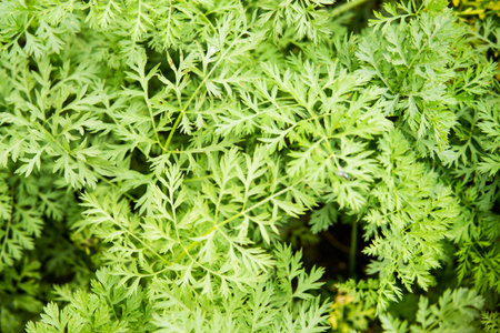 Parsley beds. Parsley grows in the garden. Life in the village.