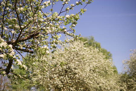 An apple tree in a blooming park, the general plan.Blooming branches of an apple tree with white...