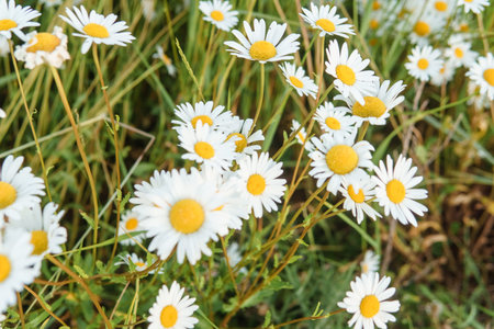 Chamomile flowers in close-up. A large field of flowering daisies. The concept of agriculture and...
