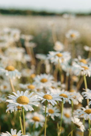 Chamomile flowers in close-up. A large field of flowering daisies. The concept of agriculture and the cultivation of useful medicinal herbs.の写真素材
