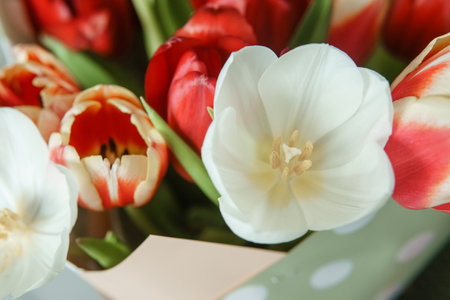 Tender Petals: Tulips Captured in Camera Lens for International Womens Dayの写真素材