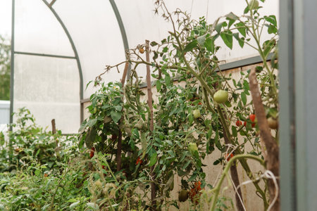 Tomatoes are hanging on a branch in the greenhouse. The concept of gardening and life in the country. A large greenhouse for growing homemade tomatoes.の写真素材