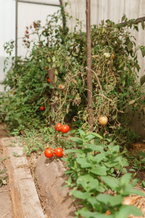 Tomatoes are hanging on a branch in the greenhouse. The concept of gardening and life in the country. A large greenhouse for growing homemade tomatoes.の写真素材
