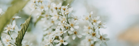 Blooming cherry branches with white flowers close-up, background of spring nature. Macro image of...
