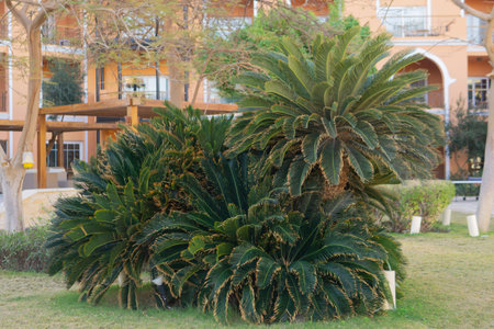 Tropical plants like sago palms contribute to the landscape design of a resort, creating a lush green garden. Exotic foliage provides vibrant texture in a warm climate courtyard setting.の写真素材