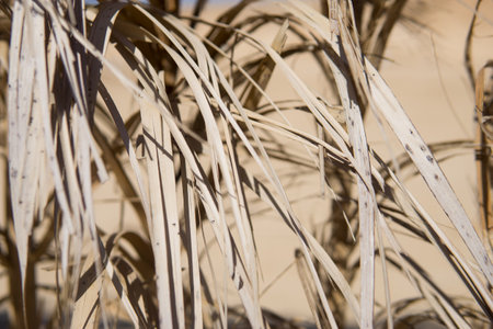 Dry golden straw texture illuminated by sun light. Organic abstract pattern of dried grass or reed. Natural wall backdrop for summer holiday resort design or tropical vacation conceptの写真素材