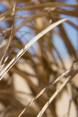Dry golden straw texture illuminated by sun light. Organic abstract pattern of dried grass or reed. Natural wall backdrop for summer holiday resort design or tropical vacation conceptの写真素材