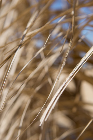 Dry golden straw texture illuminated by sun light. Organic abstract pattern of dried grass or reed. Natural wall backdrop for summer holiday resort design or tropical vacation conceptの写真素材