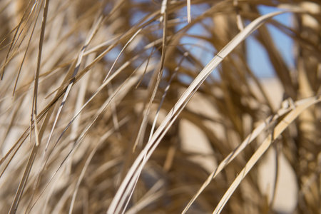 Dry golden straw texture illuminated by sun light. Organic abstract pattern of dried grass or reed. Natural wall backdrop for summer holiday resort design or tropical vacation conceptの写真素材