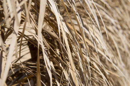 Dry golden straw texture illuminated by sun light. Organic abstract pattern of dried grass or reed....
