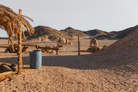 Camels rest in a desert camp with a rustic straw shelter and wooden fence. Traditional desert animal transportation and tourism experience. Arid landscape and rugged terrain backdropの写真素材