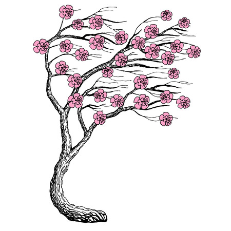 Sketch vector with sakura branchのイラスト素材