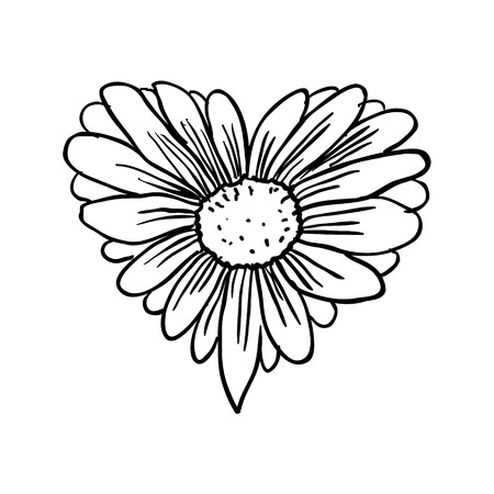 camomile flower, vector sketchのイラスト素材
