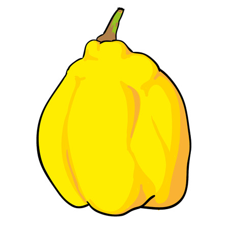 quince - hand drawn fruits isolated vectorのイラスト素材