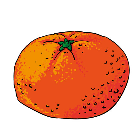 tangerine - hand drawn fruits isolated vectorのイラスト素材