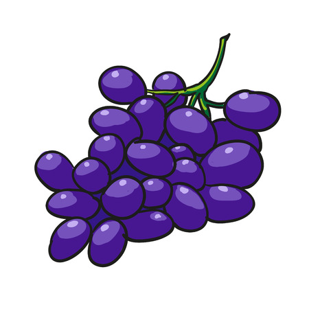 grapes - hand drawn fruits isolated vectorのイラスト素材