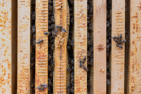 View into beehive after the winter. Size of a bee colony at early springtime