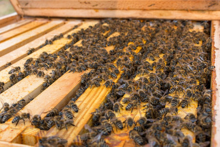 View into beehive after the winter. Size of a bee colony at early springtime. Shallow depth of field
